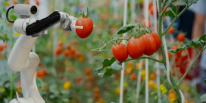 רובוט לקטיף עגבניות שרי: מזהה פגיעות ביבול וקוטף את העגבניות ללא פגע.