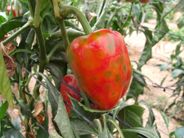 נגיף כתמי נבילת העגבנייה בפלפל Tomato spotted wilt virus (TSWV)